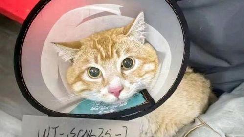 流浪猫的热门话题,社会关爱与动物权益的交织