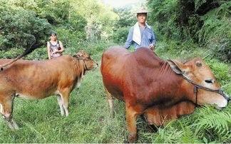 养牛直播热门话题有哪些,盘点热门话题与现象解析