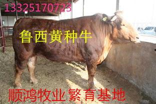 养牛直播热门话题有哪些,盘点热门话题与现象解析