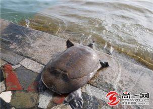 甲鱼放生的热门话题是,生态平衡与人文关怀的碰撞