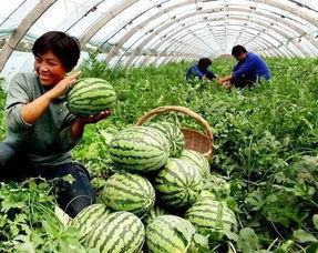 今日大事件一中的瓜,瓜中藏真相，舆论漩涡中的焦点解析