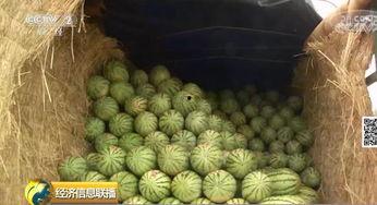 今日大事件一中的瓜,瓜中藏真相，舆论漩涡中的焦点解析