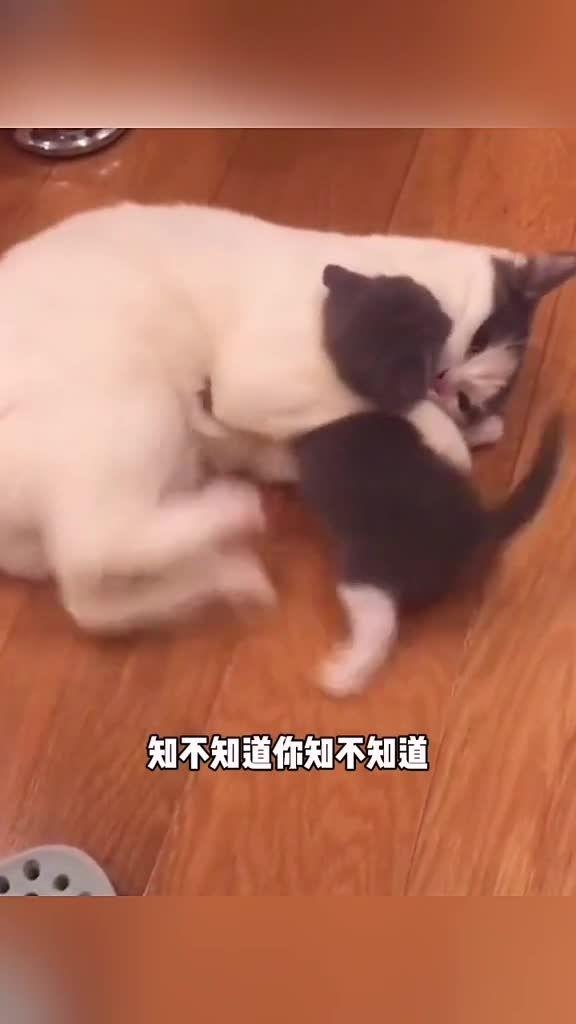动物搞笑视频 热门话题