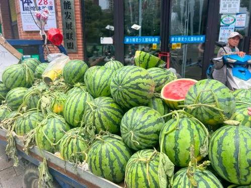 万邦小吊瓜今日价格行情,价格波动解析