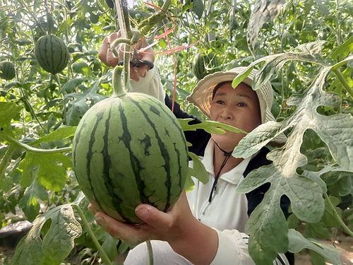 万邦小吊瓜今日价格行情,价格波动解析