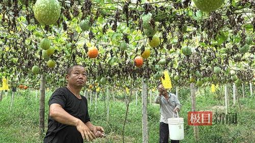 万邦小吊瓜今日价格行情,价格波动解析