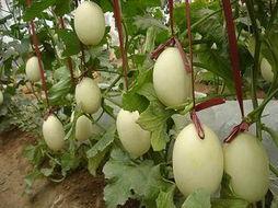 脆瓜今日价格行情最新消息,最新行情解析与市场动态一览”