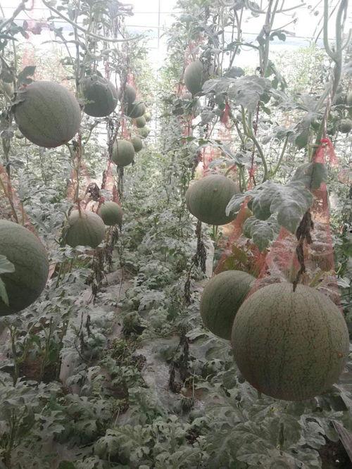 万邦小吊瓜今日价格表,市场行情一览