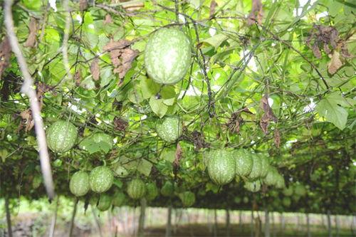 万邦小吊瓜今日价格表,市场行情一览