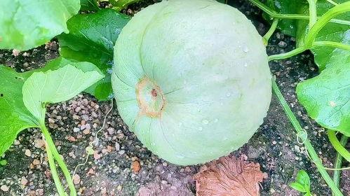 今日元谋三月瓜蔬菜价格,春意盎然市场行情一览