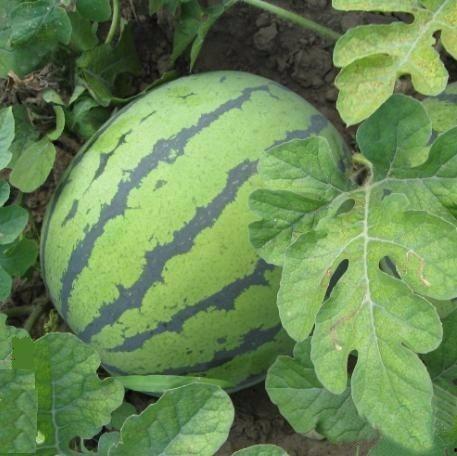 广西茄瓜今日收购价格,行情波动，市场动态一览”