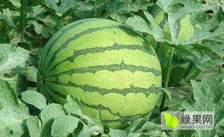 广西茄瓜今日收购价格,行情波动，市场动态一览”