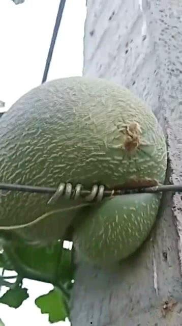 今日哈密瓜零售价格,品质与实惠的完美结合”