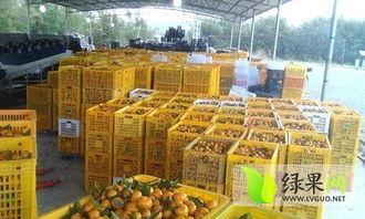 下桥哈密瓜批发市场今日行情