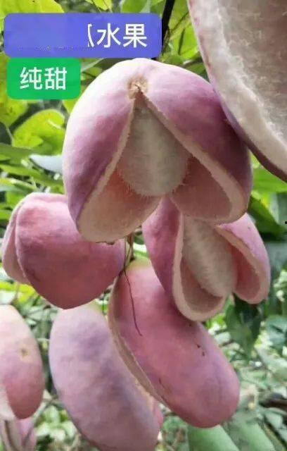 八月瓜你吃过吗今日头条