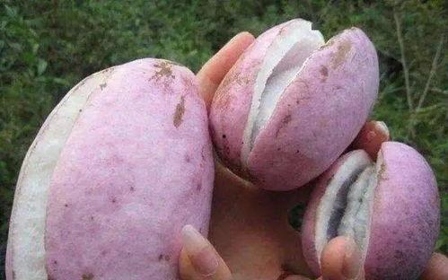 八月瓜你吃过吗今日头条