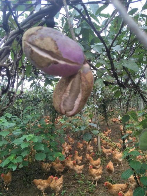 八月瓜你吃过吗今日头条