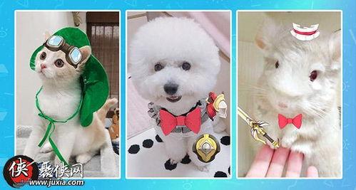 本地宠物热门话题在哪,揭秘宠物界的潮流风向标