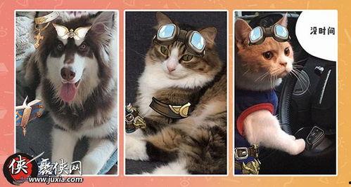 本地宠物热门话题在哪,揭秘宠物界的潮流风向标