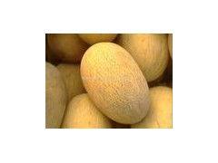 漳州今日哈密瓜批发价格,行情稳定，品质优良”