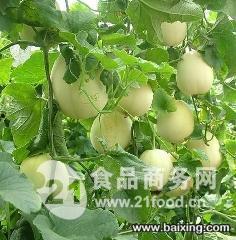 今日脆瓜批发价格查询表,市场行情实时更新