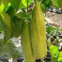 今日脆瓜批发价格查询表,市场行情实时更新