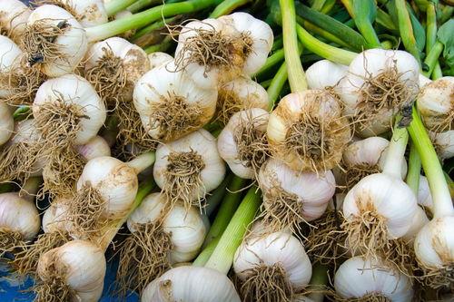 中牟吊瓜今日报价多少钱,行情一览，价格揭晓