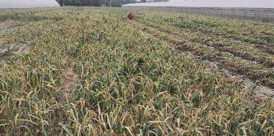 中牟吊瓜今日报价多少钱,行情一览，价格揭晓