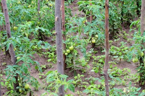 今日吊瓜多少钱一个,每吊瓜多少钱？