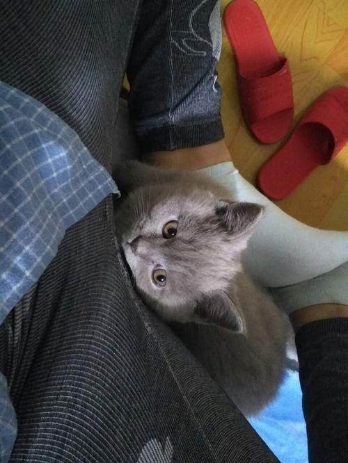 热门话题人类幼崽攻略,解锁育儿新技能